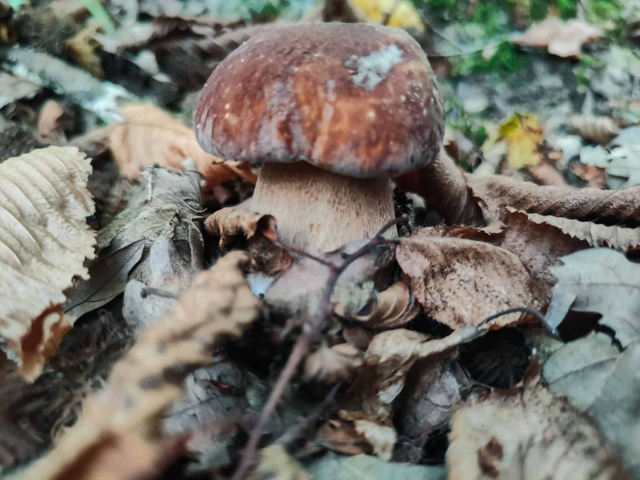 Porcini w Toskanii, szukanie grzybów. Dom z Kamienia blog.