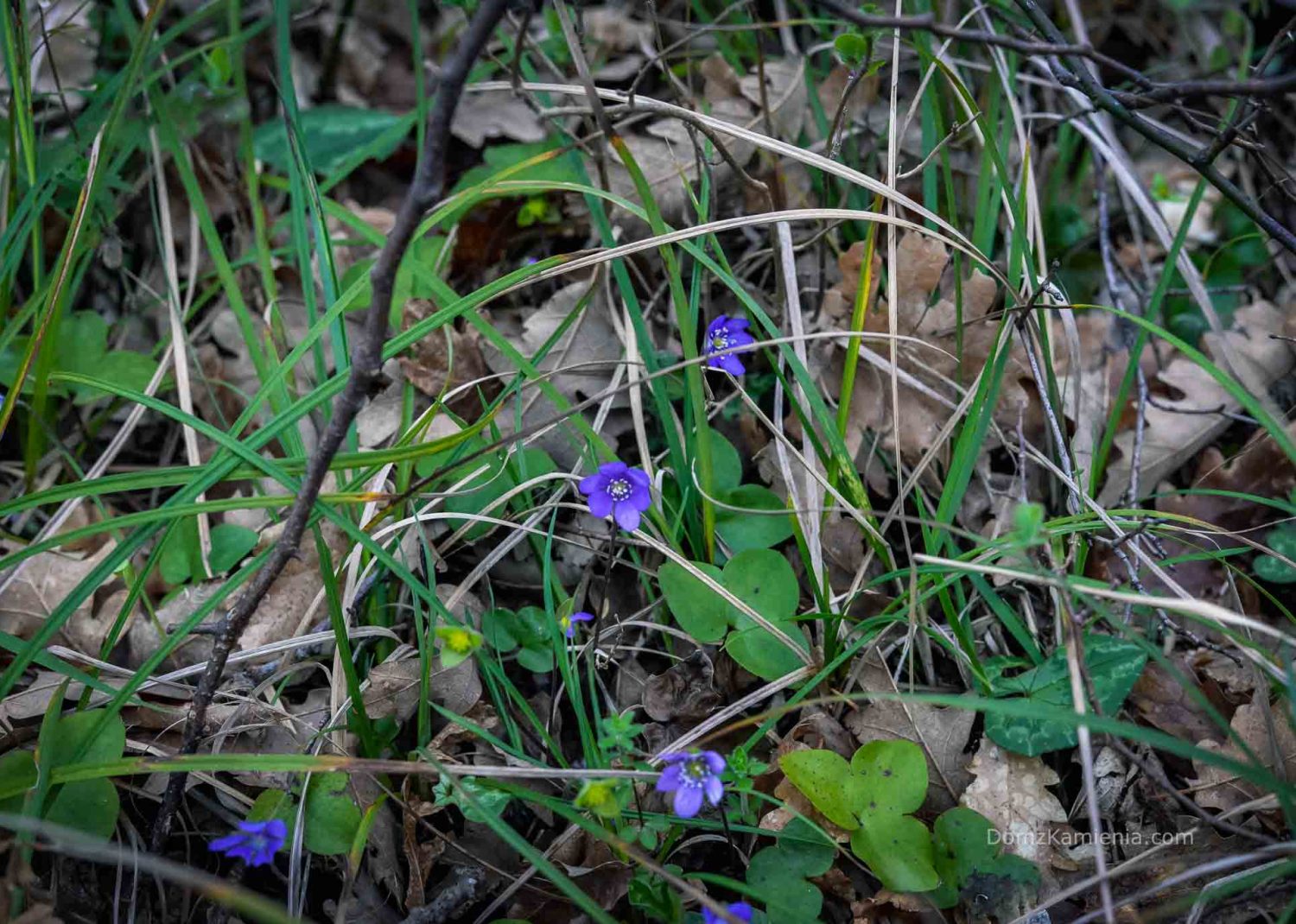 Dom z Kamienia blog Kasi Nowackiej, trekking w Toskanii Dom z Kamienia blog Kasi Nowackiej, trekking w Toskanii