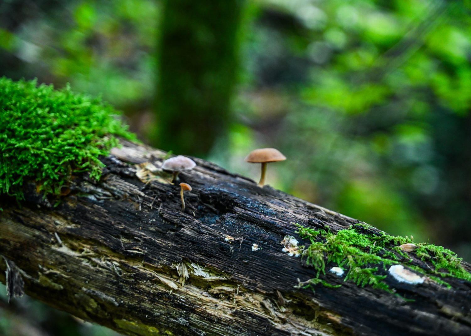 Appennino Tosco Romagnolo Dom z Kamienia, blog Kasi Nowackiej
