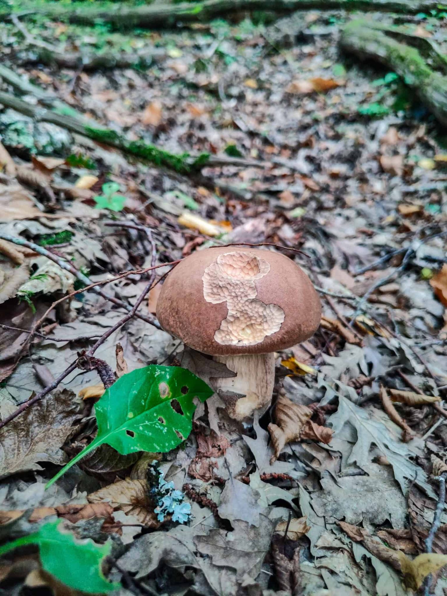 Porcini w Toskanii, szukanie grzybów. Dom z Kamienia blog.