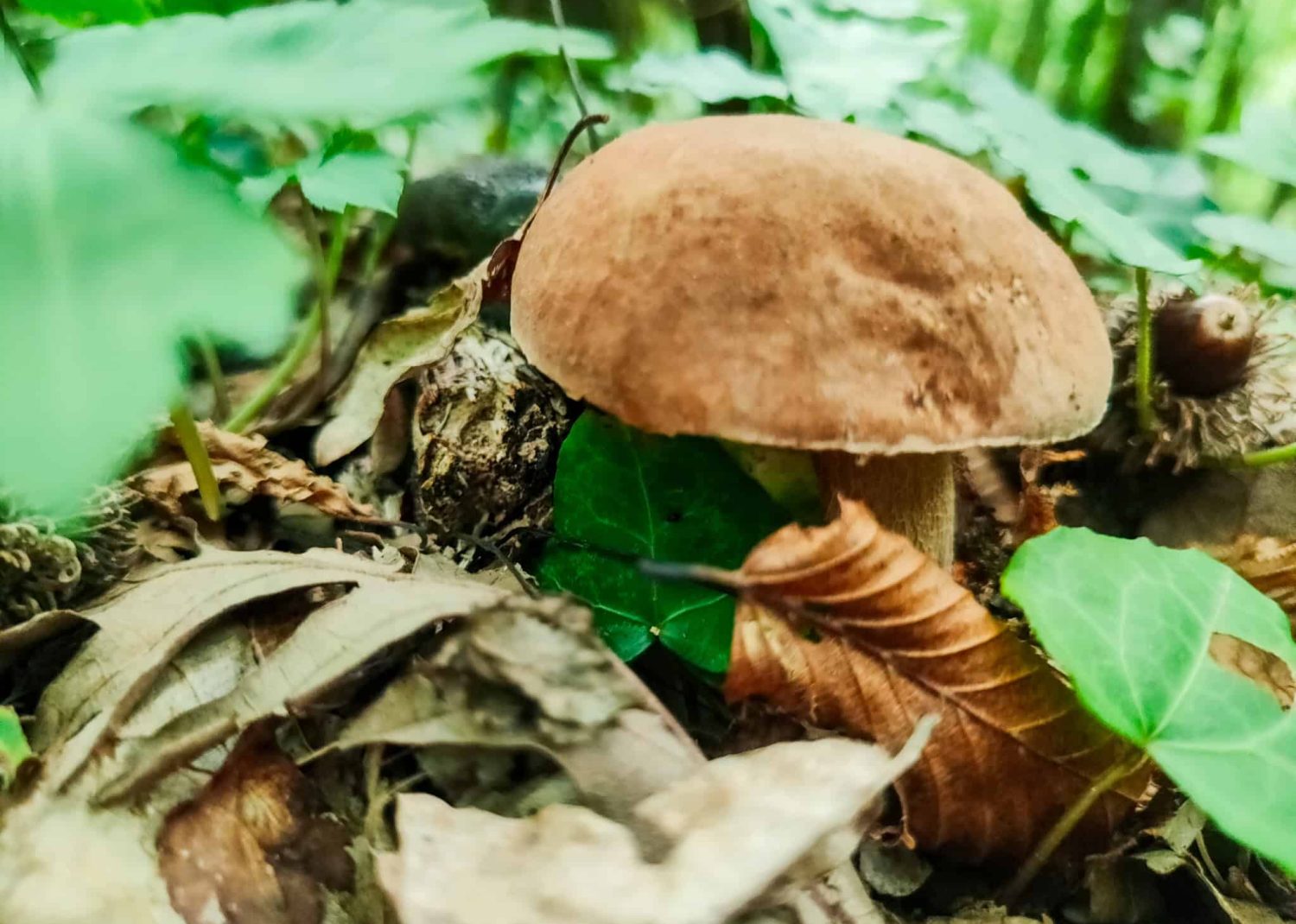 Porcini w Toskanii, szukanie grzybów. Dom z Kamienia blog.