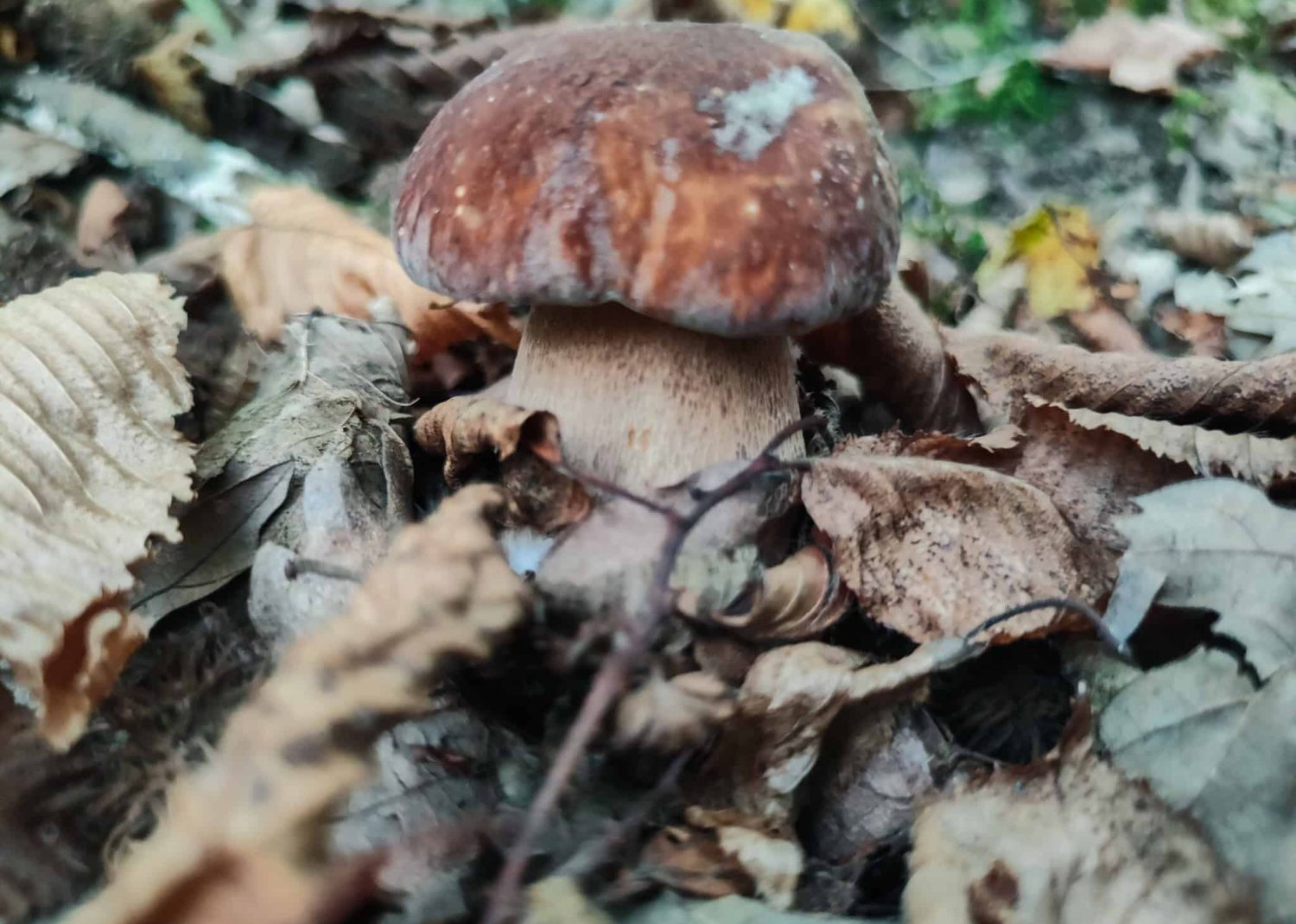Porcini w Toskanii, szukanie grzybów. Dom z Kamienia blog.
