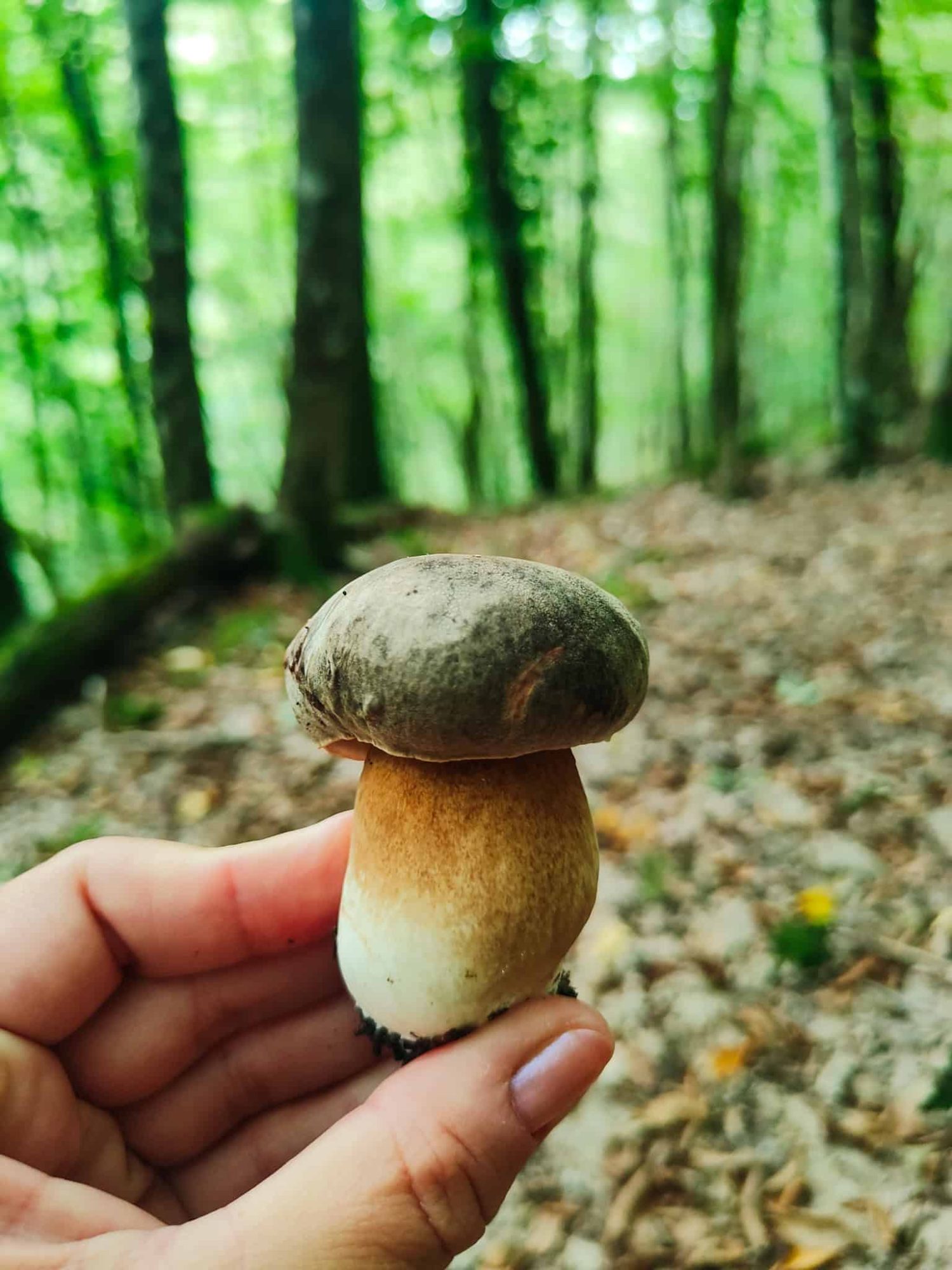 Porcini w Toskanii, szukanie grzybów. Dom z Kamienia blog.