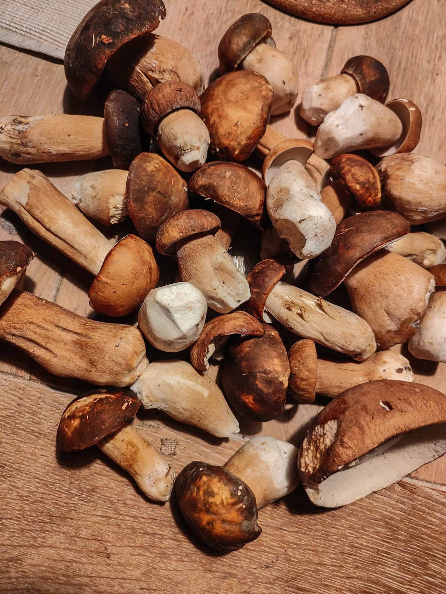 Porcini w Toskanii, szukanie grzybów. Dom z Kamienia blog.