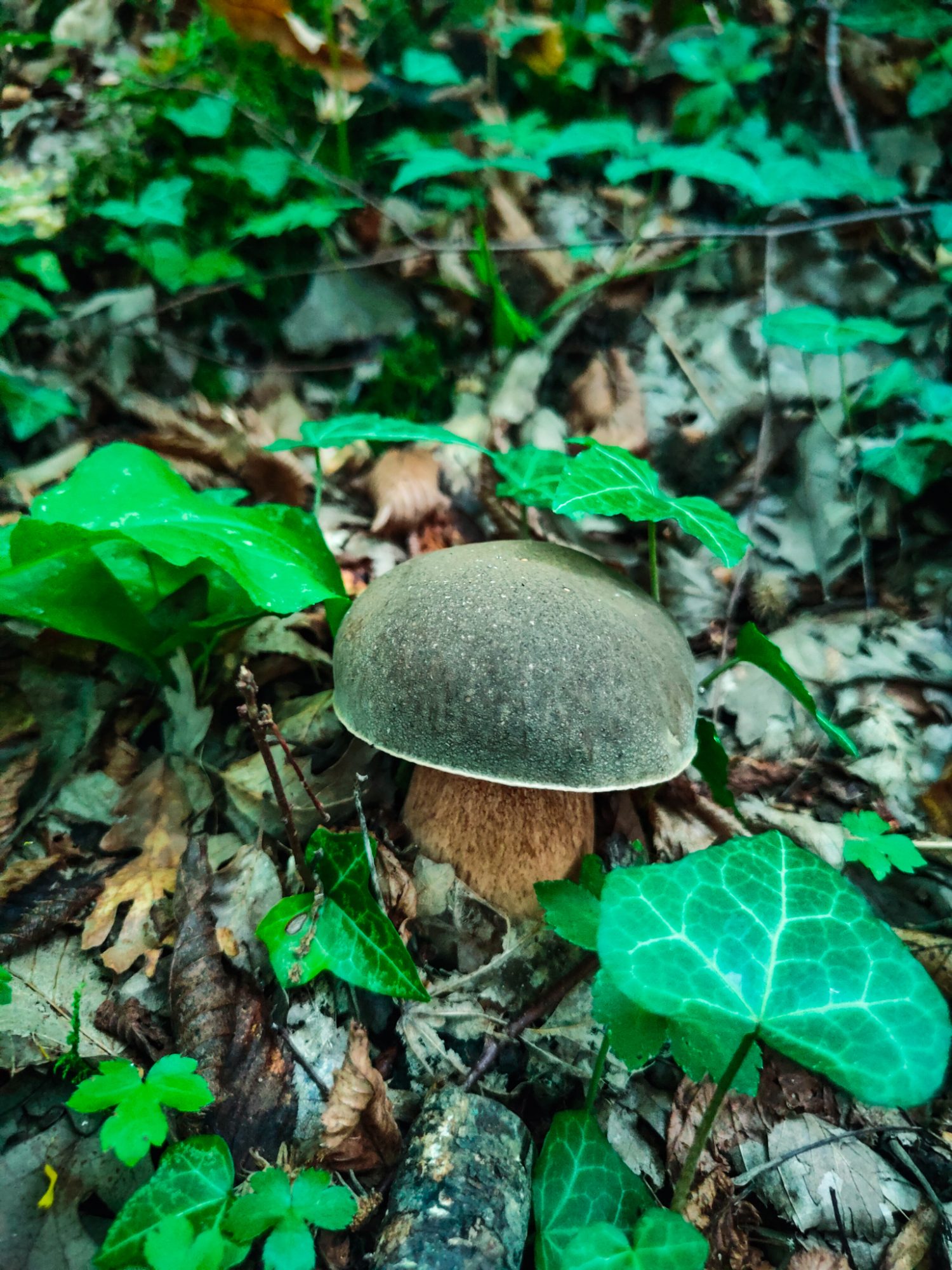 Porcini w Toskanii, szukanie grzybów. Dom z Kamienia blog.