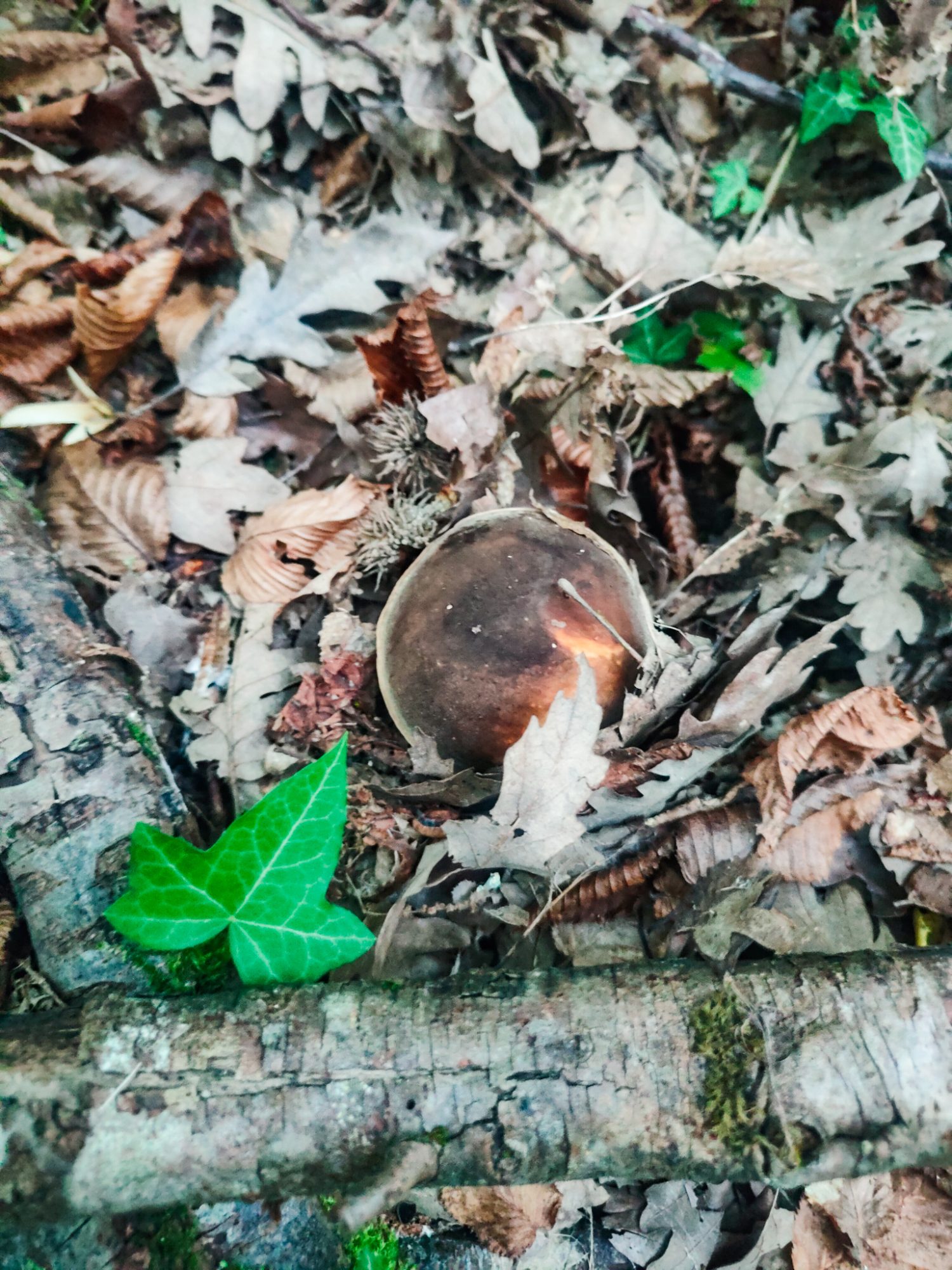 Porcini w Toskanii, szukanie grzybów. Dom z Kamienia blog.