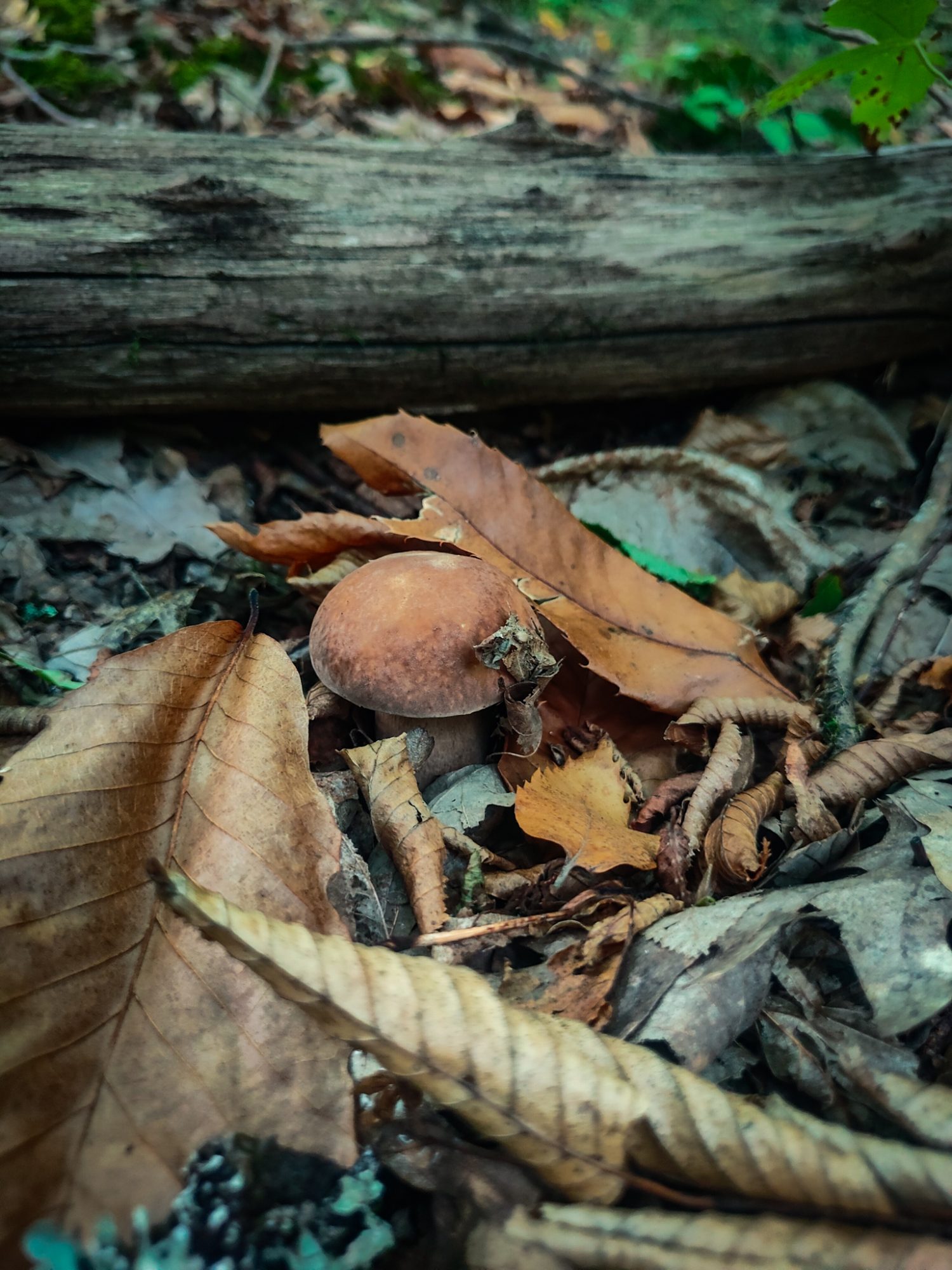 Porcini w Toskanii, szukanie grzybów. Dom z Kamienia blog.