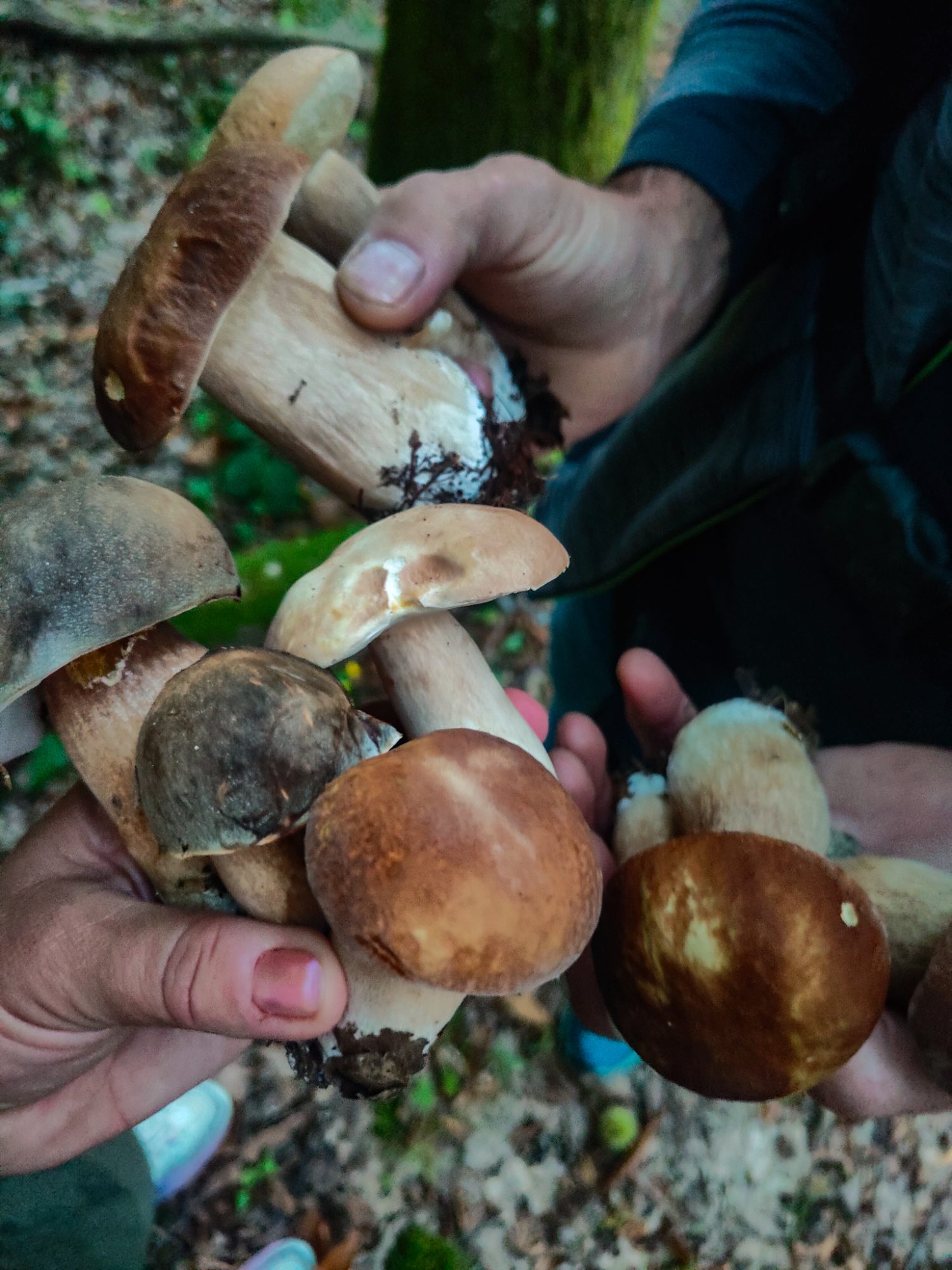 Porcini w Toskanii, szukanie grzybów. Dom z Kamienia blog.