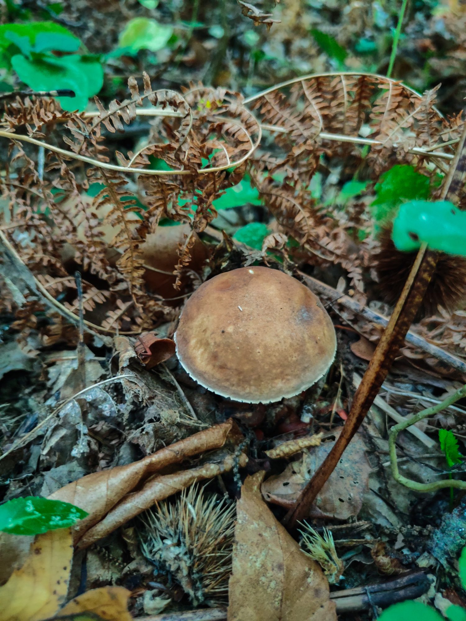 Porcini w Toskanii, szukanie grzybów. Dom z Kamienia blog.