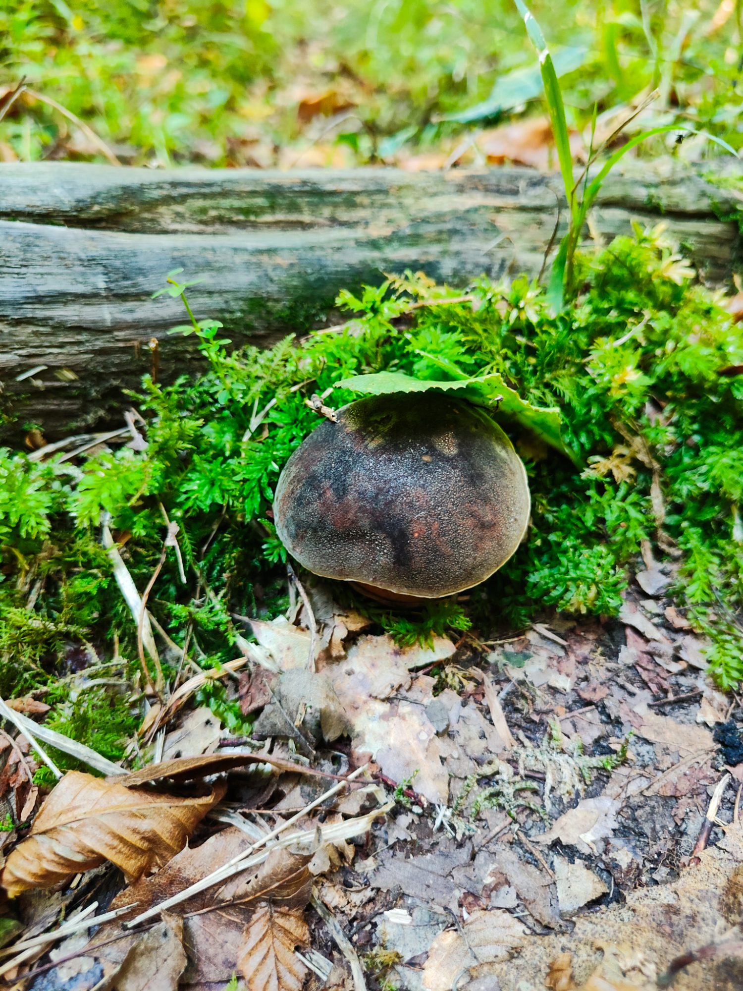 Porcini w Toskanii, szukanie grzybów. Dom z Kamienia blog.