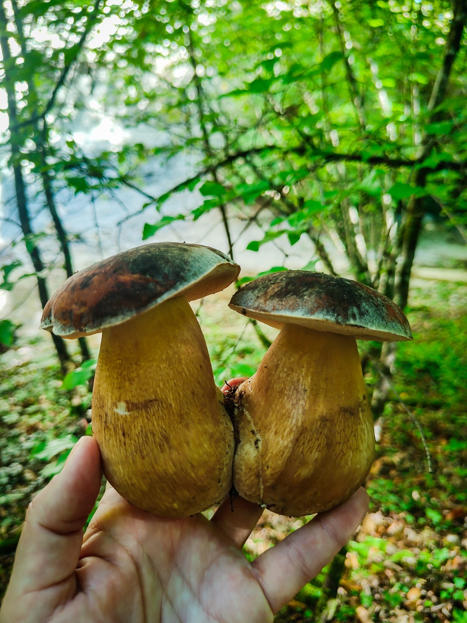 Porcini w Toskanii, szukanie grzybów. Dom z Kamienia blog.