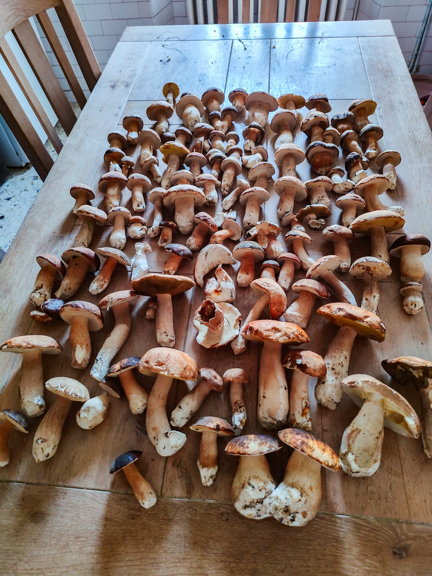 Porcini w Toskanii, szukanie grzybów. Dom z Kamienia blog.