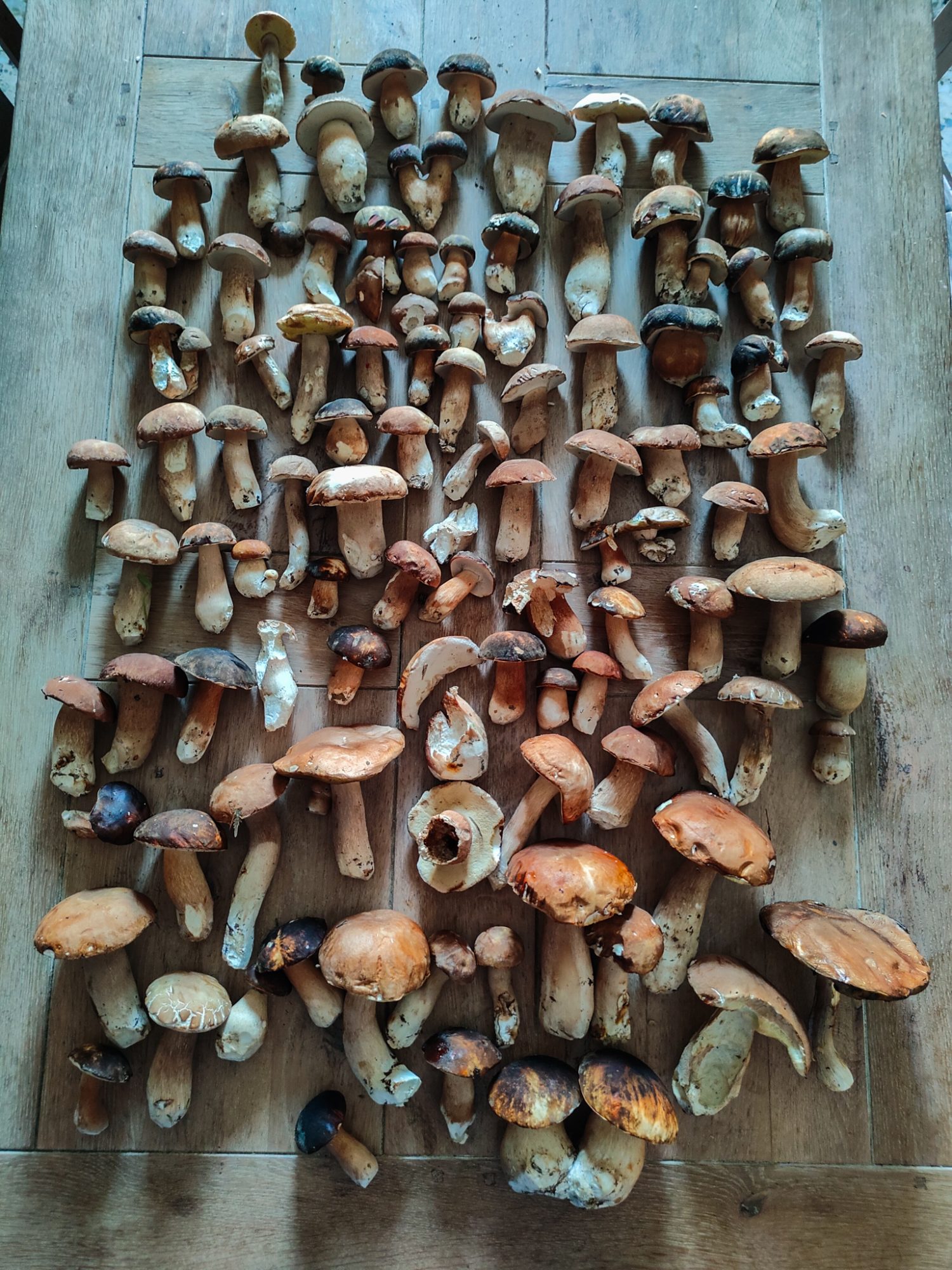 Porcini w Toskanii, szukanie grzybów. Dom z Kamienia blog.