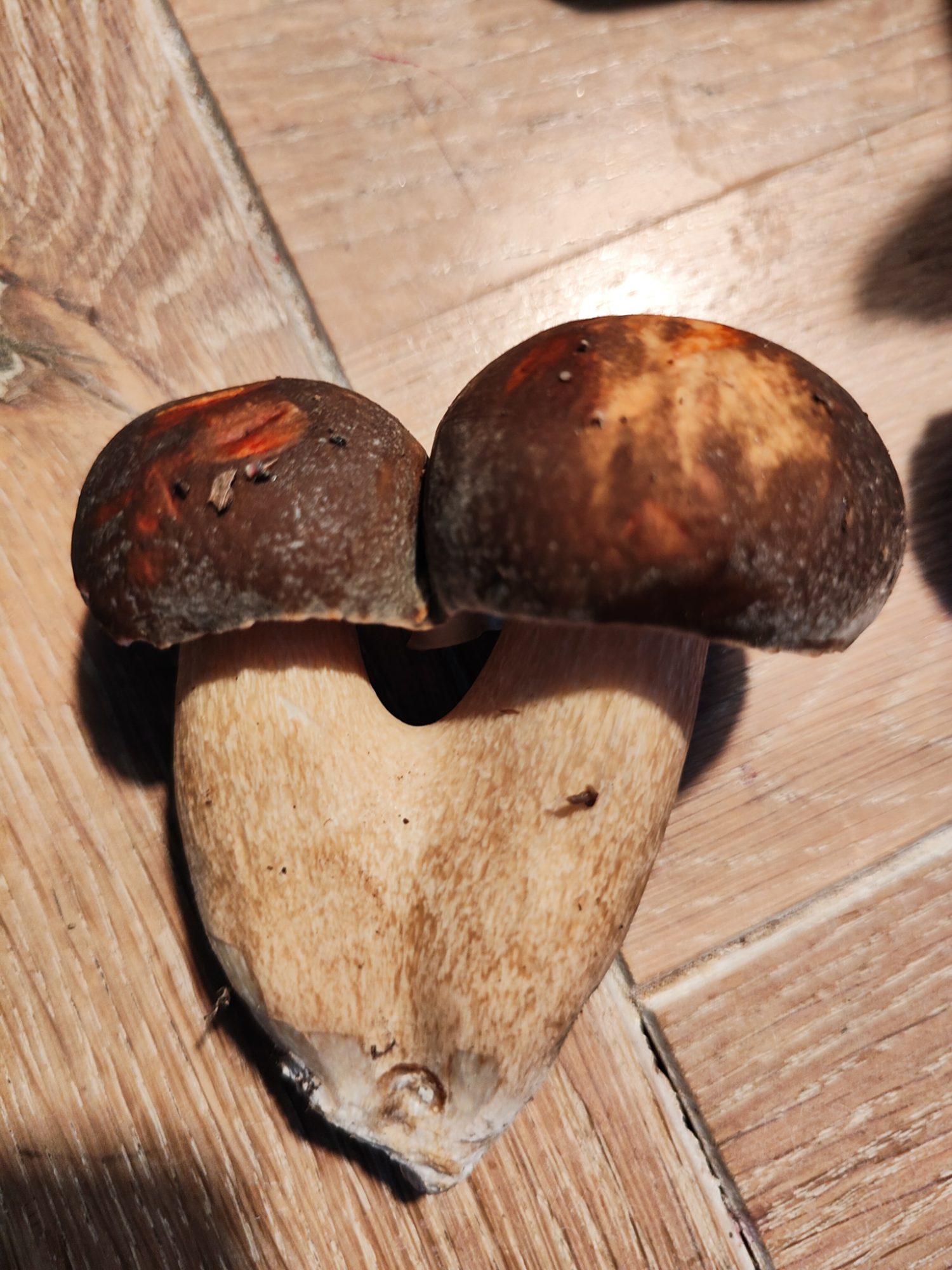 Porcini w Toskanii, szukanie grzybów. Dom z Kamienia blog.
